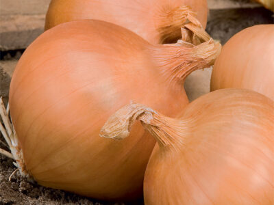 EXPRESION F1 SOĞAN TOHUMU