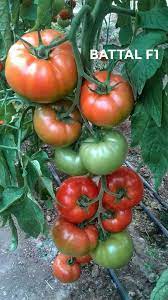BATTAL F1 DOMATES TOHUMU