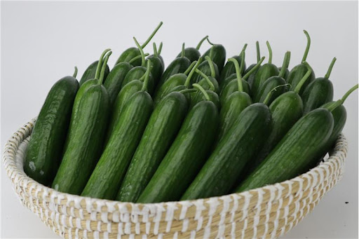 HİSAR 14C2529 SALATALIK TOHUMU