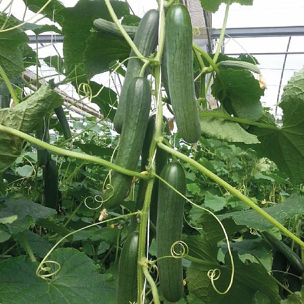 KAĞAN F1 HİBRİT SALATALIK TOHUMU