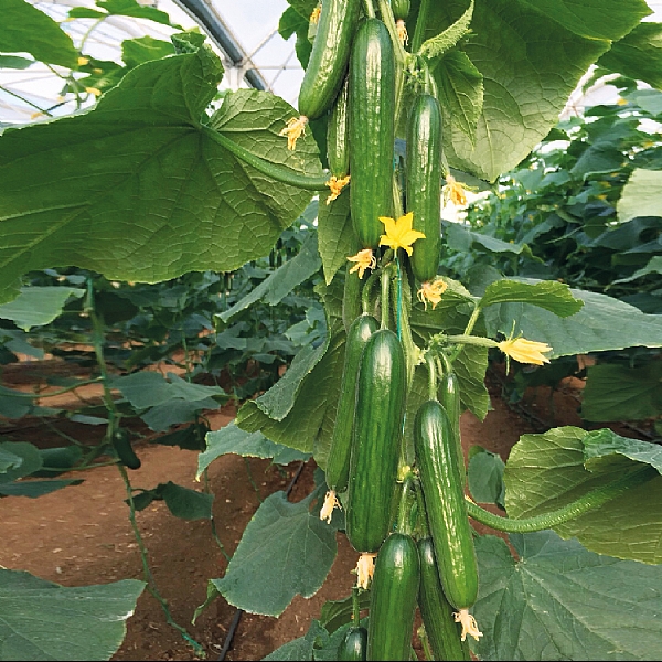 AKINCI F1 SALTALIK TOHUMU