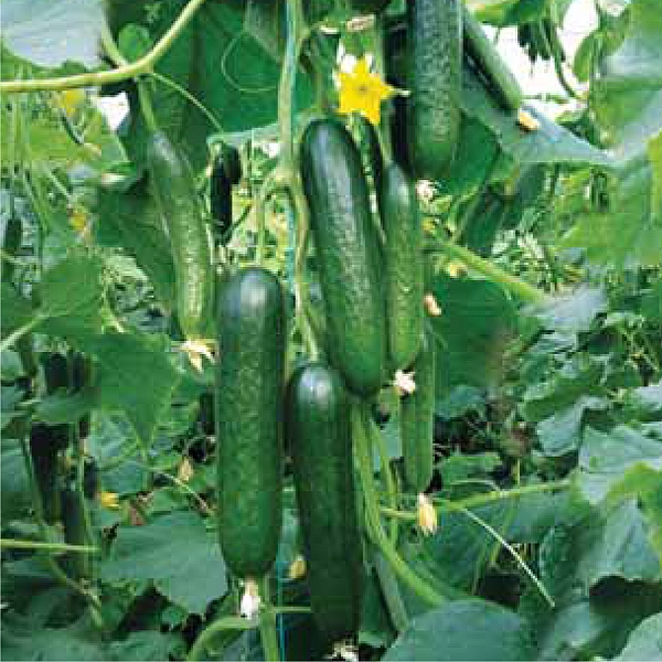 ÇAĞ F1 HİBRİT SALTALIK TOHUMU