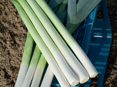 LINCOLN F1 PIRASA TOHUMU