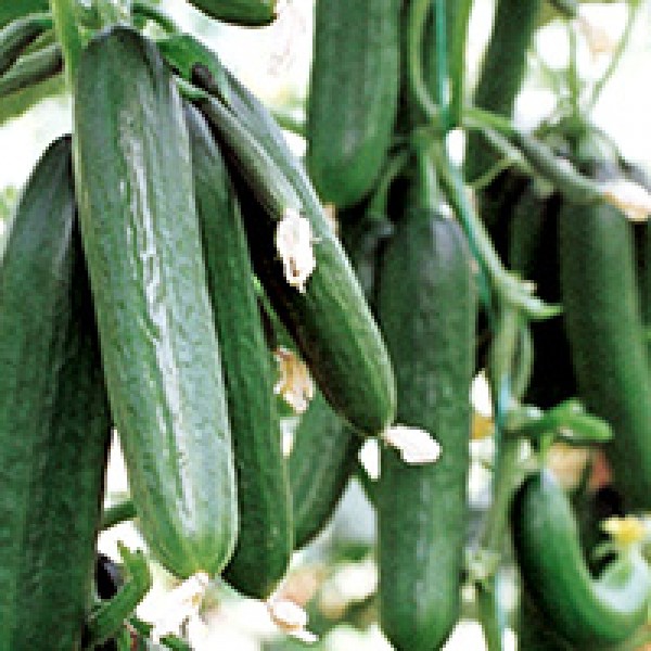 GORDION AT 77 SALATALI TOHUMU