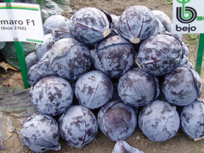 KLIMARO F1 KIRMIZI LAHANA TOHUMU