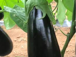 DARGA F1 PATLICAN TOHUMU