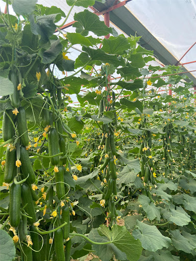 FIRTINA 14C6067 SALATALIK TOHUMU