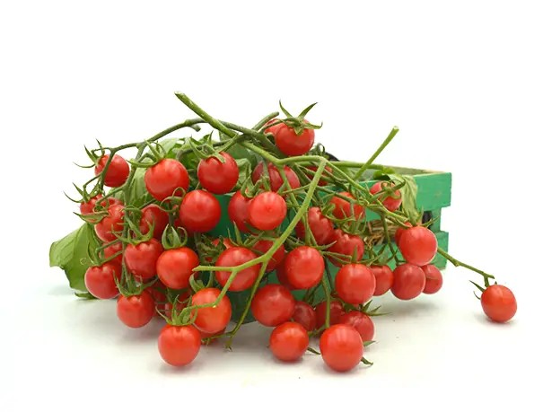 BEŞDELİ F1 DOMATES TOHUMU