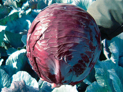 PEDRO F1 KIRMIZI LAHANA TOHUMU