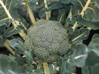 LUCKY BROKOLİ TOHUM