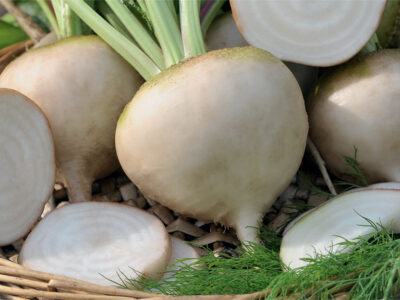 AVALANCHE BEYAZ PANCAR TOHUMU