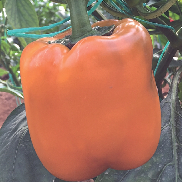 ŞENAY F1 BİBER TOHUMU