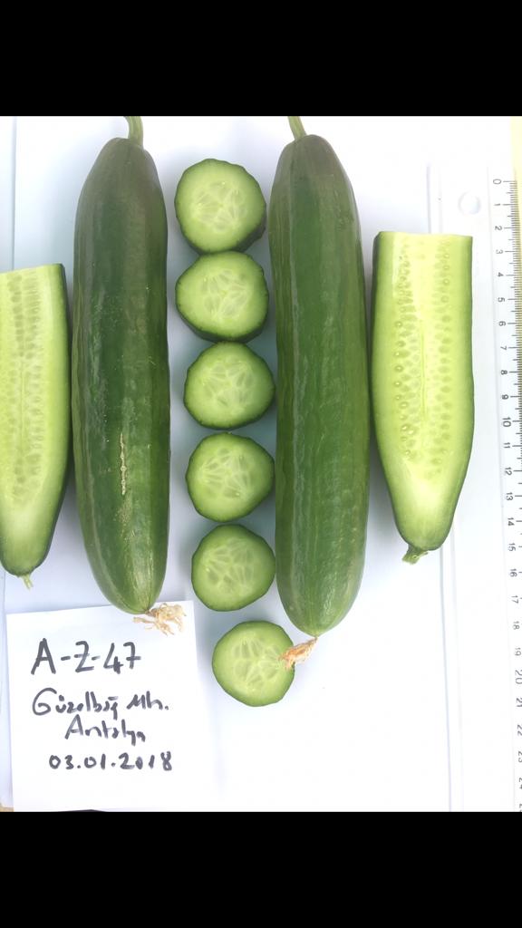 BARİZ F1 SIRIK HIYAR