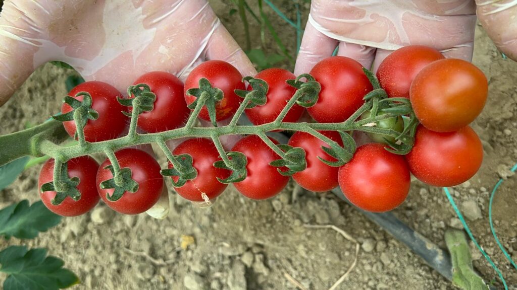 A-Z 05 F1 YUVARLAK KOKTELY DOMATES