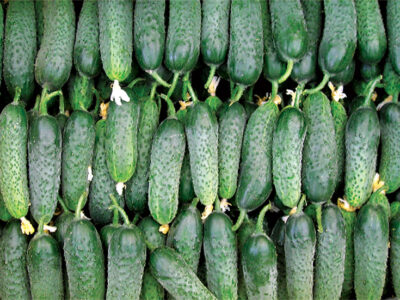 ATİK F1 TURŞULUK HIYAR TOHUMU