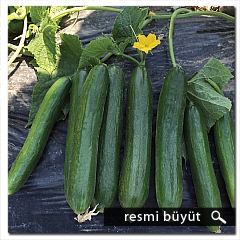 ADİL F1 HİBRİT TARLA SALATALIK (HIYAR) TOHUMU