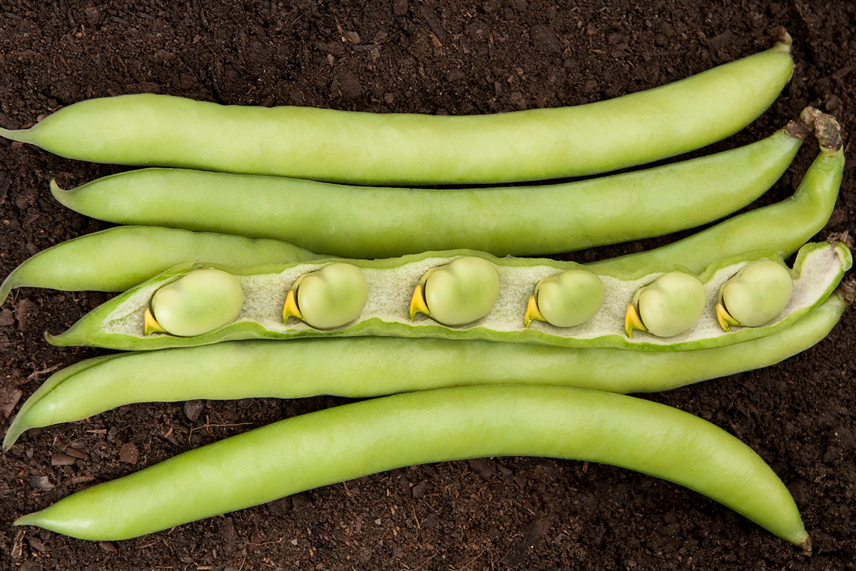 FİTO LUZ DE OTONO BAKLA TOHUMU