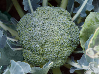 SONKAL BROKOLİ TOHUMU