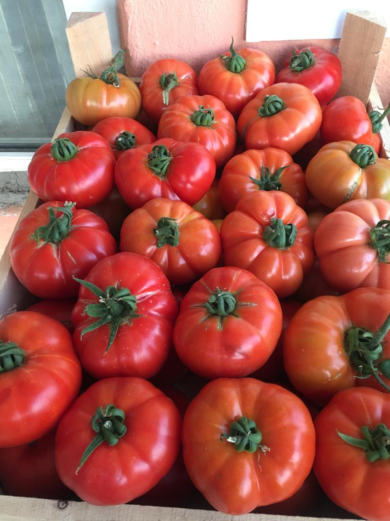 LAPÇİN F1 KÖY DOMATESİ