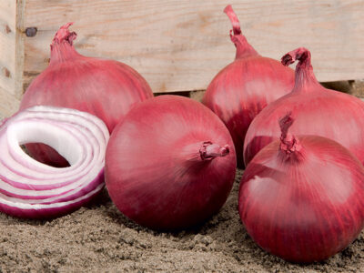 RED HAWK F1 SOĞAN TOHUMU