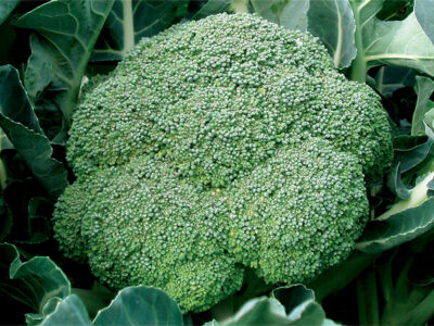 COVİNA F1 BROKOLİ TOHUMU