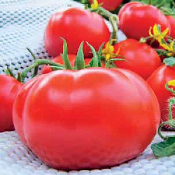 ZARAFET F1 OTURAK DOMATES TOHUMU