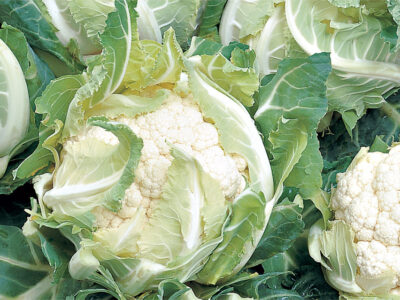 DAYDREAM F1 KARNIBAHAR TOHUMU