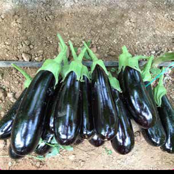 NEZİR F1 SİLİNDİRİK HİBRİT PATLICAN TOHUMU