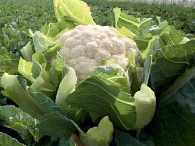 SEVILLA F1 KARNIBAHAR TOHUMU