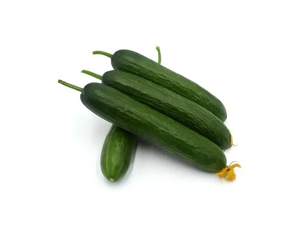 KIYMET F1 SALATALIK ( HIYAR ) TOHUMU