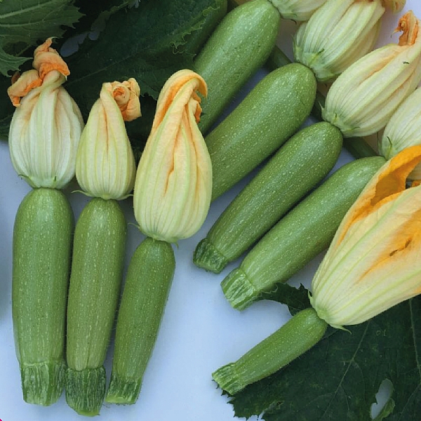 AYCAN F1 KABAK TOHUMU