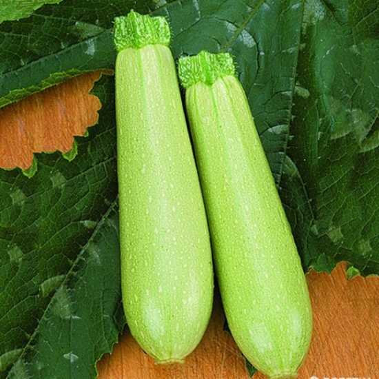 ZÜMRÜT KABAK TOHUMU