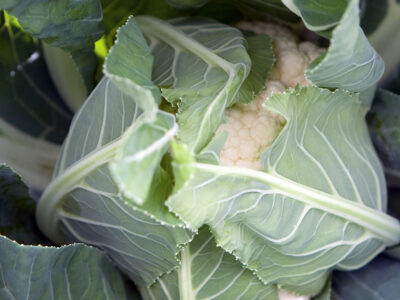 ADONA F1 KARNIBAHAR TOHUMU