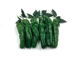 ARGETO F1 KUBİLAY BİBER