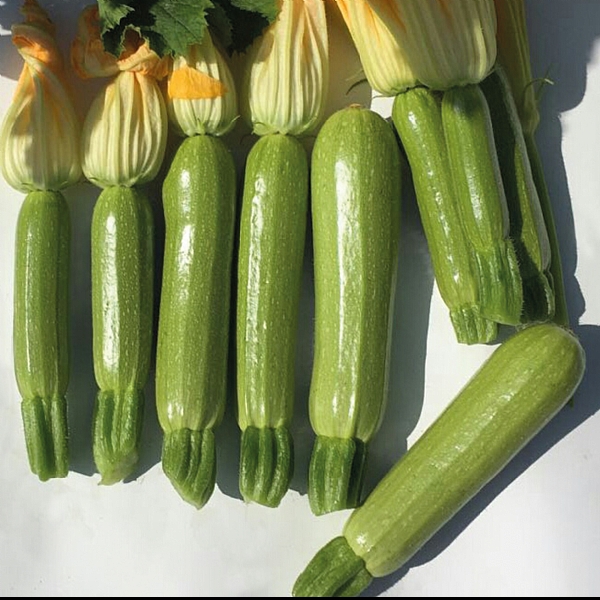 MUZAFFER F1 KABAK TOHUMU