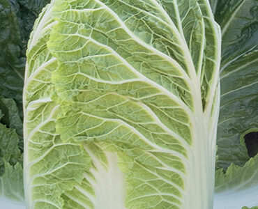 OPTİKO ÇİN LAHANA TOHUMU