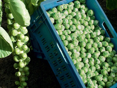 DAVLİN F1 BRÜKSEL LAHANA TOHUMU