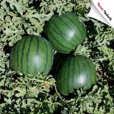 DOLUNAY F1 KARPUZ TOHUMU