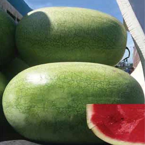 BOZTEPE F1 Charleston Gray Tipi KARPUZ TOHUMU