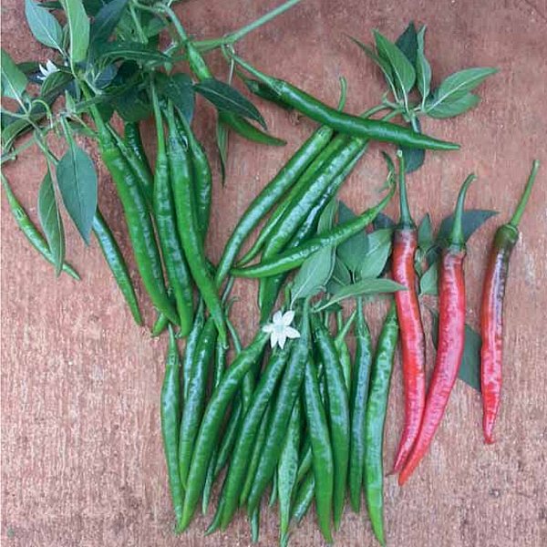 26-44 YEREBAKAN F1 İNCE ŞİLİ BİBER TOHUMU