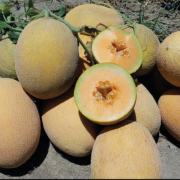 BALLIK F1 ANANAS TİP KAVUN TOHUMU