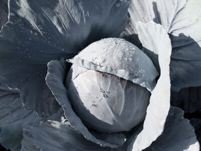 BANDOLERO F1 KIRMIZI LAHANA TOHUMU