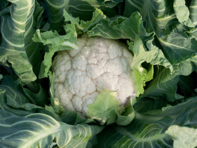 UTOPIA F1 KARNIBAHAR TOHUMU