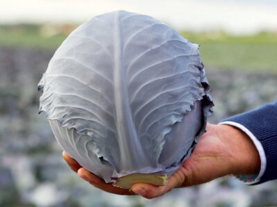 DAVARO F1 KIRMIZI LAHANA TOHUMU