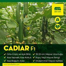 CADİAR F1 SALATALIK TOHUMU