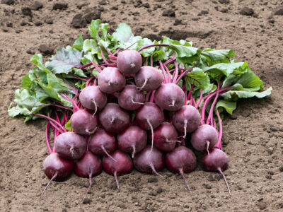 WODAN KIRMIZI PANCAR TOHUMU