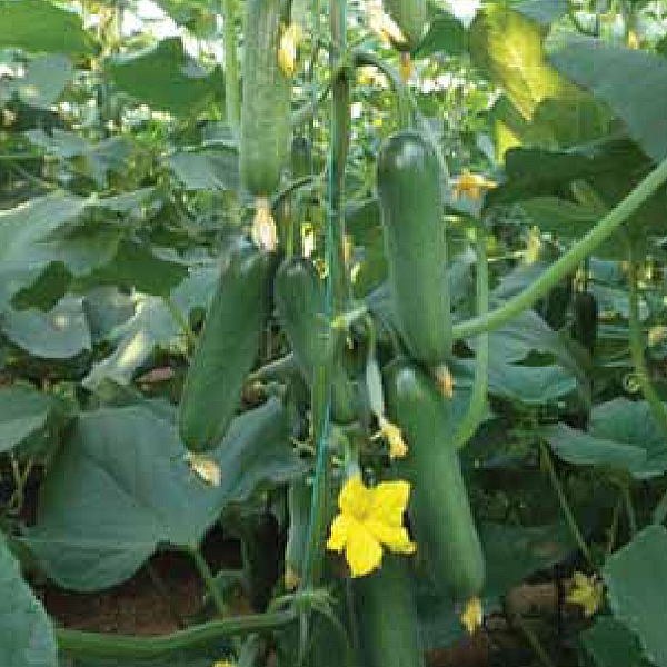 MİNİKA F1 SALATALIK TOHUMU