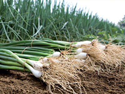 PARADE YEŞİL SOĞAN TOHUMU