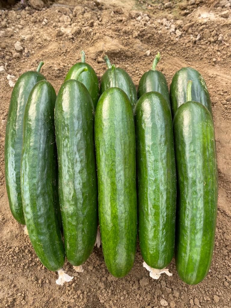 A-Z 55 BABİL F1 SALATALIK