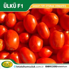 ÜLKÜ DOMATES TOHUMU